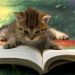 kittenoua-study-mode