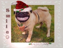 smile dog